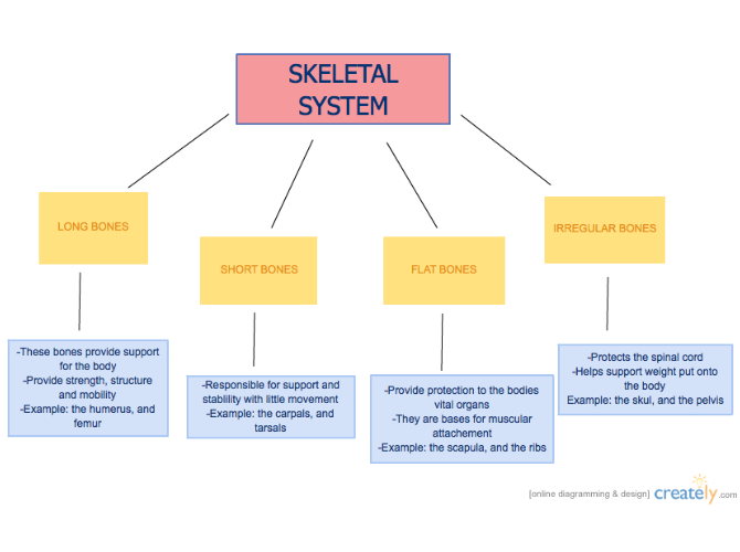 Skeletal System Flow Chart