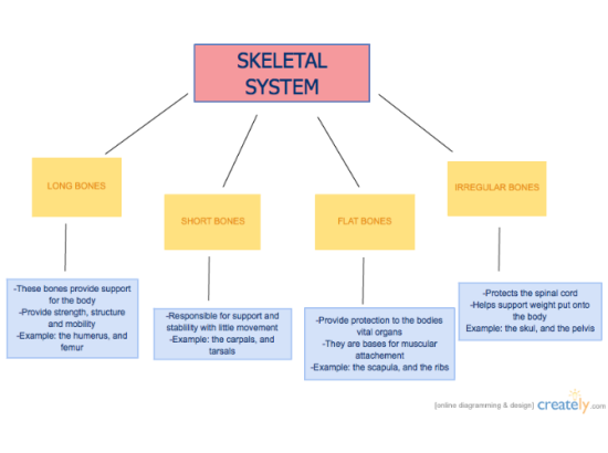 Flow Chart For Skeletal System