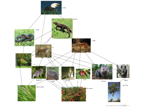 Flow Chart Of Food Web